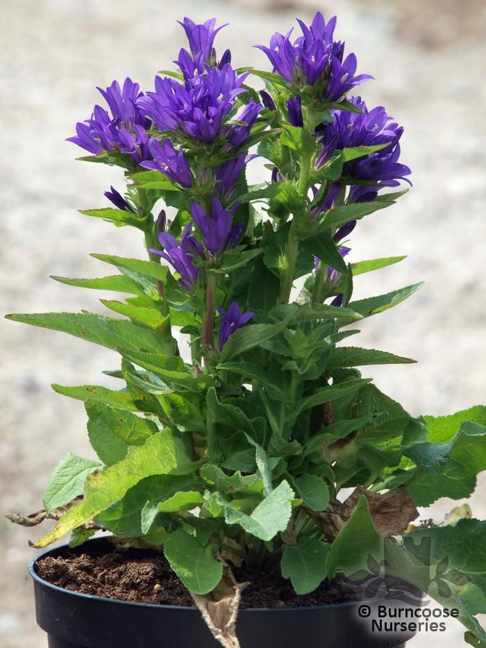 clustered bellflower